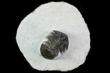Spiny Scabriscutellum Trilobite - Foum Zguid, Morocco #108188-1